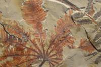 Fougère fossile